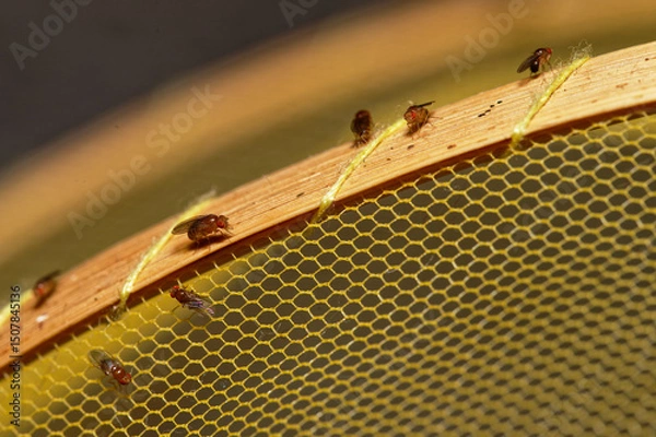 Obraz Thwarted fruit flies sitting on top of mesh covering the fruit basket