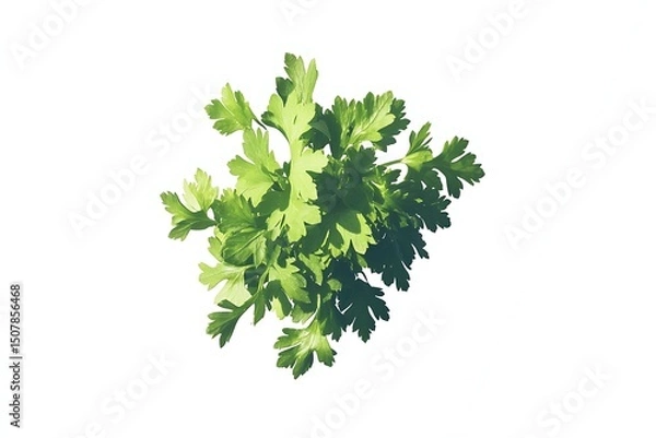 Obraz bunch of fresh, green parsley is isolated