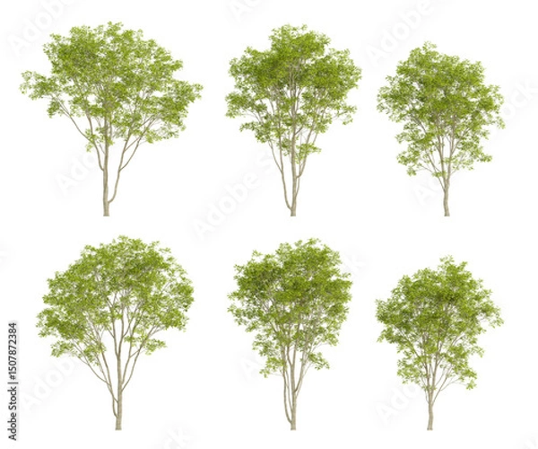 Fototapeta Set of 3d trees of fraxinus rhynchophylla with different view on transparent background, png illustration