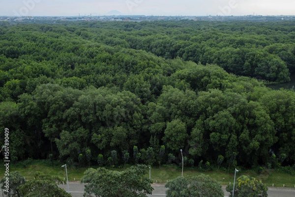 Obraz Aerial View Of Lush Mangrove Forest Ecosystem