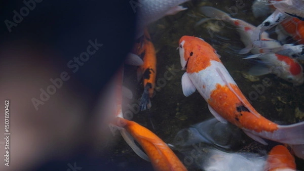 Obraz Vibrant Koi Fish Swimming in a Pond A Close-Up View