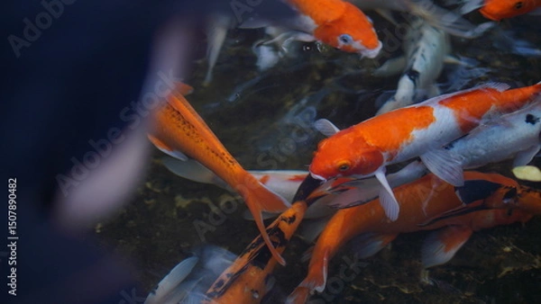 Obraz Vibrant Koi Fish in a Pond A Close-Up View of Colorful Carp