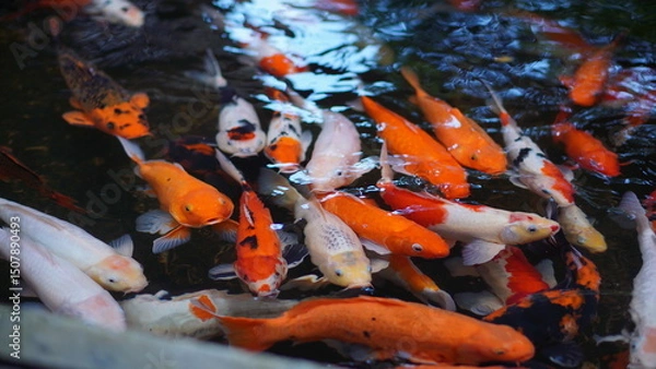 Obraz Vibrant Koi Fish in a Pond A Colorful Underwater Scene