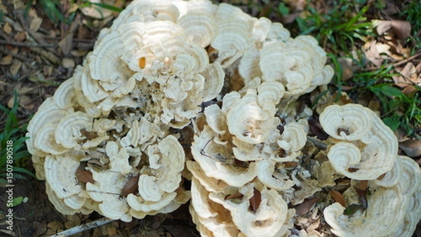 Obraz Close-up of a Cluster of Creamy White Shelf Mushrooms Growing on the Forest Floor