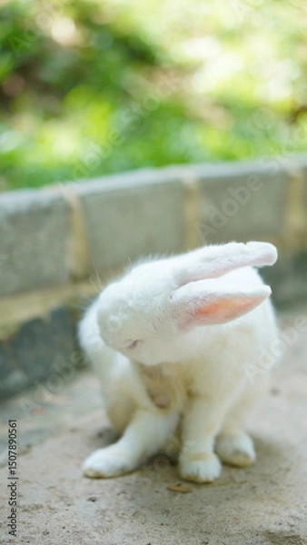 Obraz Adorable White Rabbit Grooming Itself Outdoors