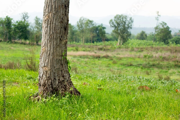 Fototapeta Tree base with green grass,copy space