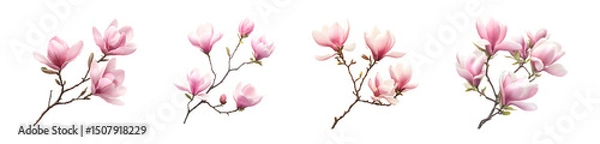 Fototapeta set of Delicate magnolia blossoms on branches against a white background.