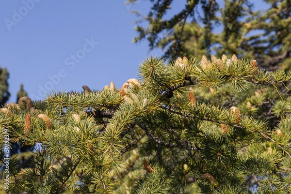 Fototapeta Larch is the only deciduous European coniferous tree.Close-up of young green larch needles.  A tree with fresh green leaves and cones on young branches. Larix sibirica, Siberian larch or Russian larch