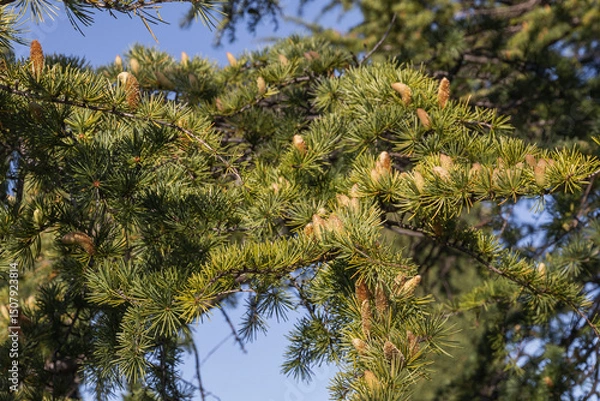 Fototapeta Larch is the only deciduous European coniferous tree. A tree with fresh green leaves and cones on young branches. Close-up of young green larch needles. Larix sibirica, Siberian larch or Russian larch