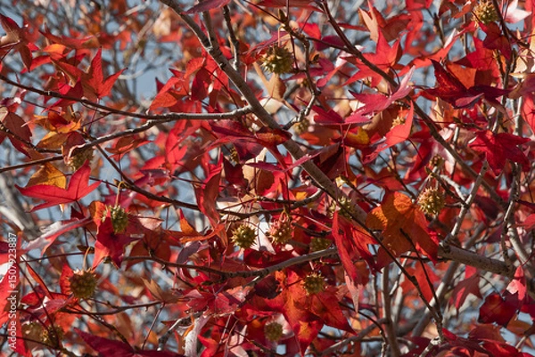 Fototapeta Red leaves of Liquidambara vulgaris. Prickly nuts on a branch of the liquidambar tree. Liquidambar smolonosny (Latin. Liquidambar is erasable). Golden leaves and prickly green balls of Liquidambarian 
