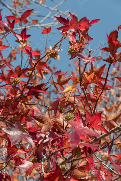 Fototapeta Red leaves of Liquidambara vulgaris. Liquidambar smolonosny (Latin. Liquidambar is erasable). Prickly nuts on a branch of the liquidambar tree. Golden leaves and prickly green balls of Liquidambarian 