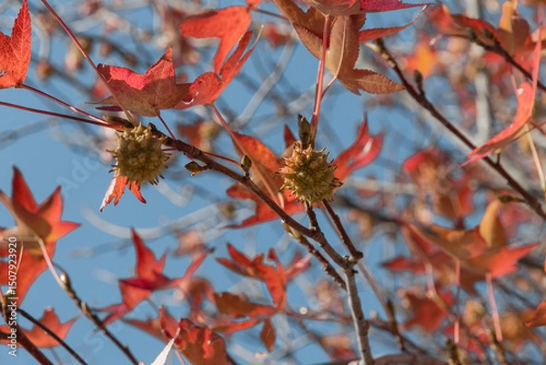 Fototapeta Prickly nuts on a branch of the liquidambar tree. Golden leaves and prickly green balls of Liquidambarian styraciflua seeds, in focus against a background of blurred leaves.