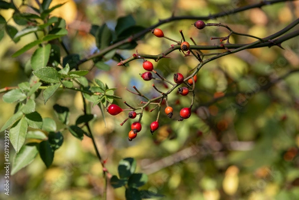 Fototapeta Autumn. Ripe wild rose fruits. A branch of a rose. rosehip fruits. Yellow-green leaves. A rosehip bush with fruits, ready for harvesting in autumn.