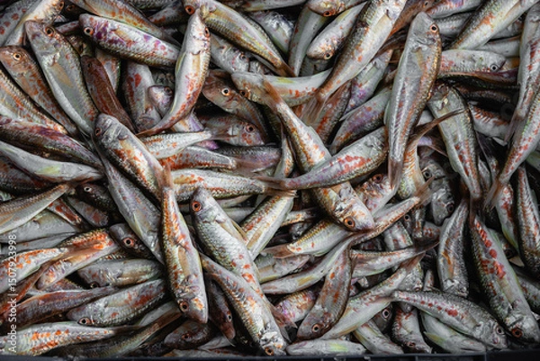 Fototapeta Close-up of fresh red mullet (mullus barbatus) at the fish market. Fresh fish at the fish stall. Fresh seafood at the fish market. Red mullets (Mullus barbatus) fresh fishes