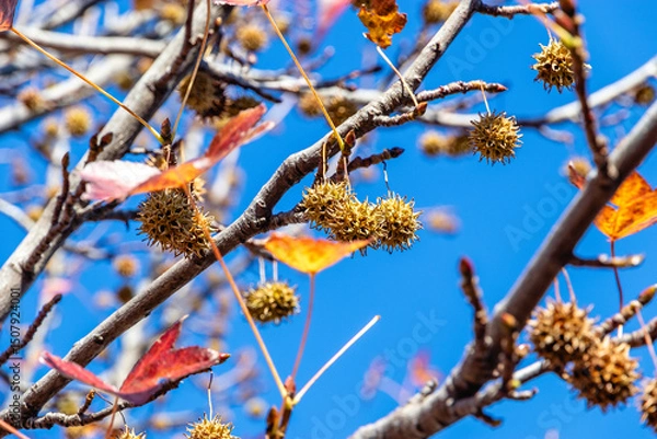 Fototapeta Liquidambar smolonosny (Latin. Liquidambar is erasable). Red leaves of Liquidambara vulgaris. Prickly nuts on a branch of the liquidambar tree. Golden leaves and prickly green balls of Liquidambarian 