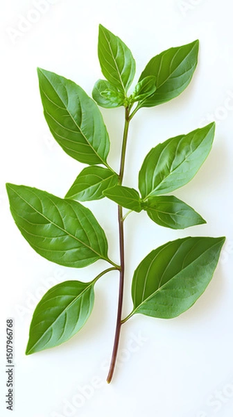 Obraz High-resolution image of fresh basil leaves on white background