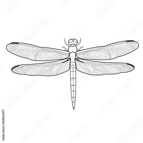 Obraz Line art dragonfly illustration for coloring book