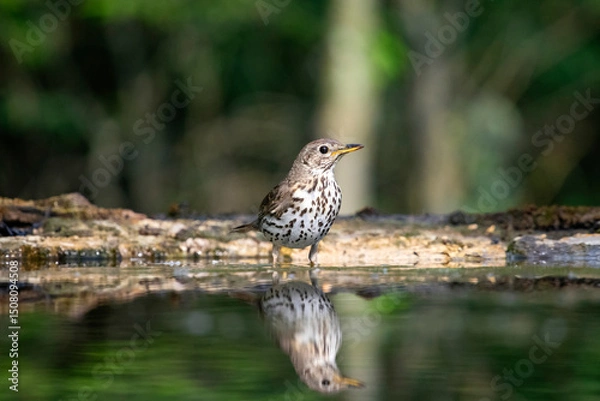 Obraz Song thrush (Turdus philomelos)