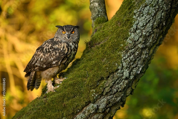Fototapeta Eurasian eagle owl ( Bubo bubo ) close up