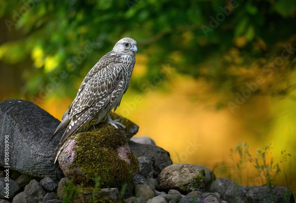 Fototapeta Gyrfalcon bird close up ( Falco rusticolus )