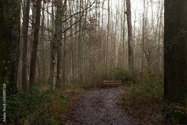 Fototapeta Bench on walking path at Hexenklamm
