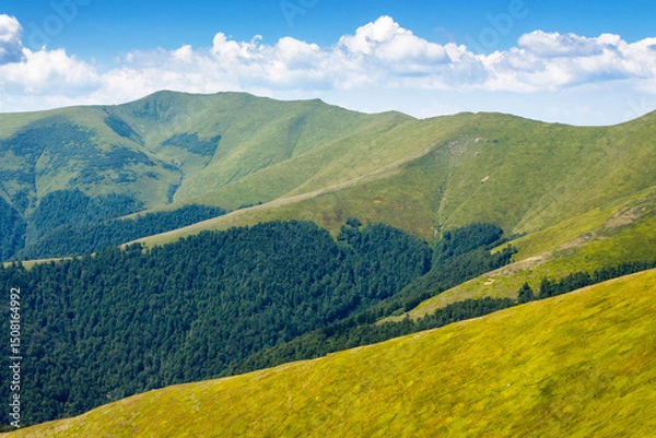 Fototapeta green slopes of borzhava ridge in summer. scenic landscape of carpathian mountains on a sunny day