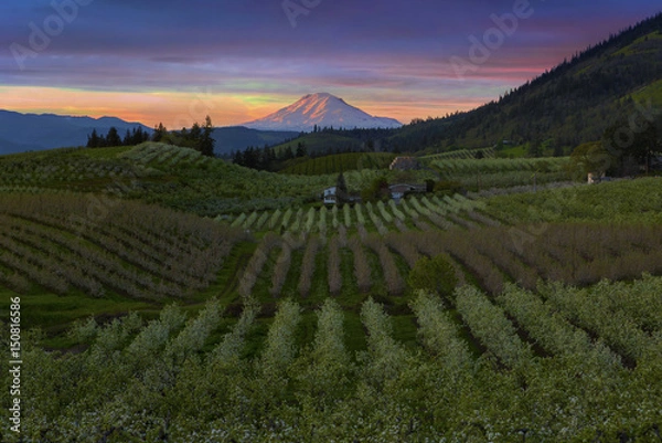 Fototapeta Hood River Pear Orchards at Sunset with snow covered Mount Adams spring season