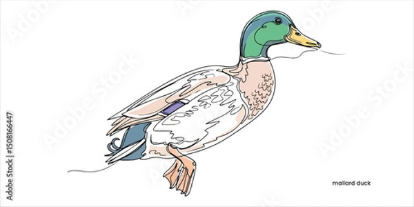 Obraz mallard duck continuous single line art drawing sketch on white background