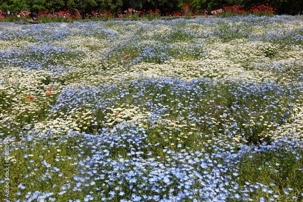 Obraz spring flowers