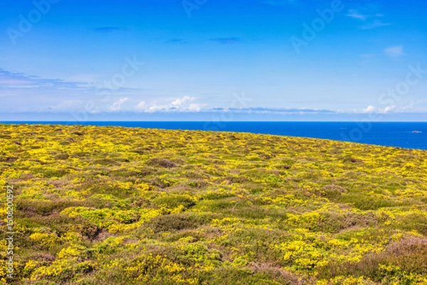 Obraz Flowering moor with yellow ulez flowers in bloom with a seascape view