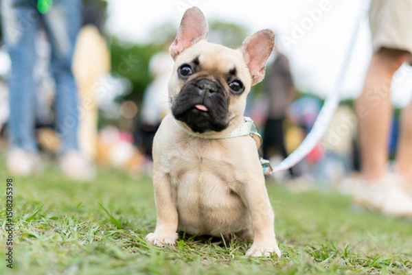 Fototapeta a cheerful white French Bulldog, also known as a Frenchie, strolling through a lush green field. Its wrinkled face and distinctive bat-like ears add to its adorable charm.
