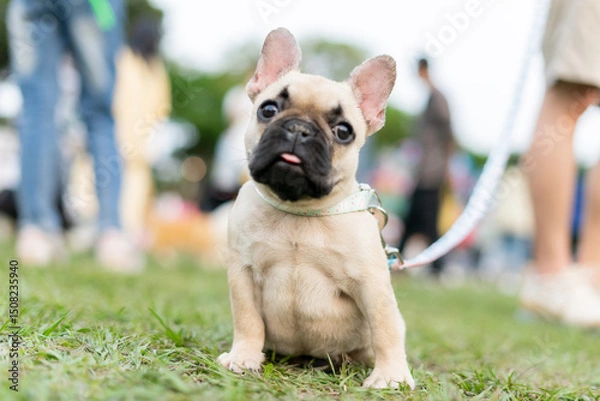 Fototapeta a cheerful white French Bulldog, also known as a Frenchie, strolling through a lush green field. Its wrinkled face and distinctive bat-like ears add to its adorable charm.