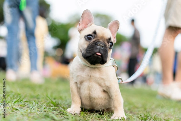 Fototapeta a cheerful white French Bulldog, also known as a Frenchie, strolling through a lush green field. Its wrinkled face and distinctive bat-like ears add to its adorable charm.