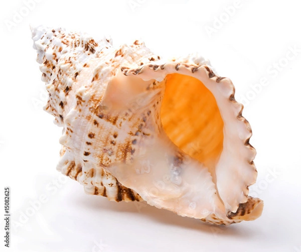 Obraz sea shells