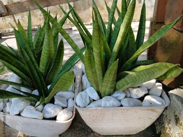 Fototapeta Sansevieria zeylanica or bowstring hemp is a snake plant, sturdy and hard, vividly green with gorgeous leaf stripes. It has the ability to purify the air around.