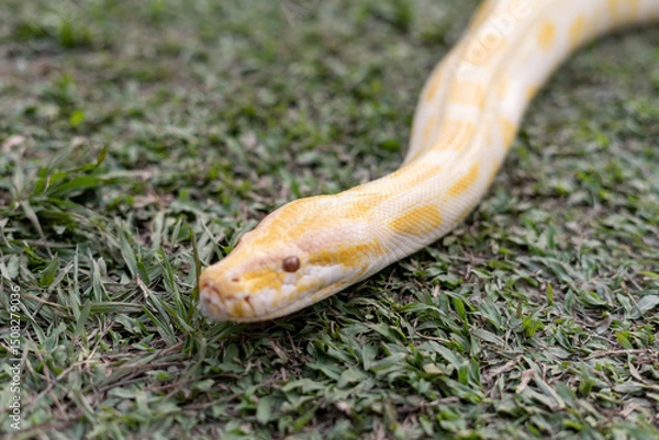 Fototapeta A stunning yellow Burmese python is sprawled across a vibrant green lawn, its sleek, golden scales gleaming under the sunlight. The intricate patterns on its body showcase the natural beauty