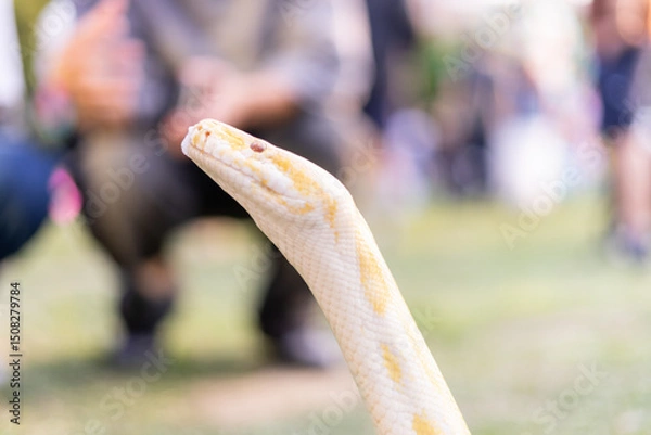 Fototapeta A stunning yellow Burmese python is sprawled across a vibrant green lawn, its sleek, golden scales gleaming under the sunlight. The intricate patterns on its body showcase the natural beauty