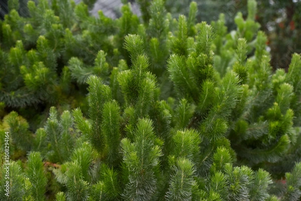 Fototapeta Closeup of Adenanthos sericeus plant with fine, soft, silvery green foliage resembling conifer needles, known for its woolly texture and delicate look