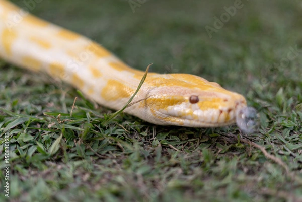 Fototapeta A stunning yellow Burmese python is sprawled across a vibrant green lawn, its sleek, golden scales gleaming under the sunlight. The intricate patterns on its body showcase the natural beauty