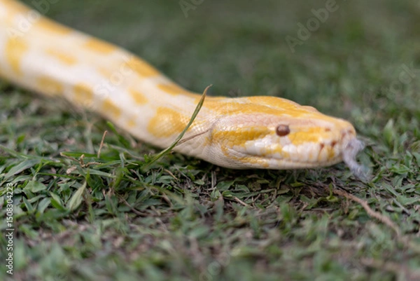 Fototapeta A stunning yellow Burmese python is sprawled across a vibrant green lawn, its sleek, golden scales gleaming under the sunlight. The intricate patterns on its body showcase the natural beauty