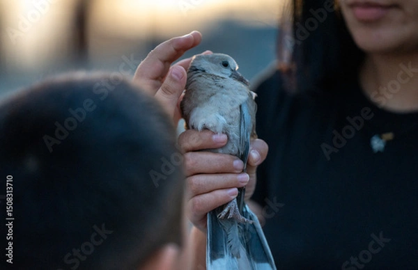 Obraz Gentle Hands Holding a Dove While a Child Reaches Out to Pet It — Symbol of Peace, Kindness, and Connection with Nature