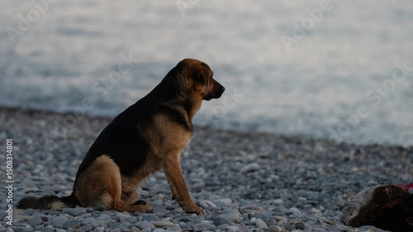 Obraz "Lonely Dog Sitting on a Pebble Beach Watching the Sea at Sunset — Symbol of Loyalty, Solitude and Freedom"
A solitary dog, likely a mixed breed with German 