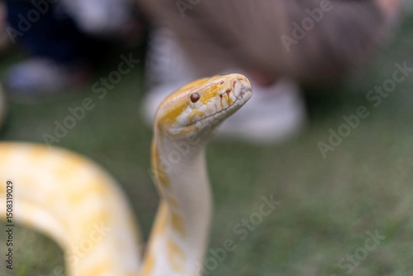Fototapeta A stunning yellow Burmese python is sprawled across a vibrant green lawn, its sleek, golden scales gleaming under the sunlight. The intricate patterns on its body showcase the natural beauty