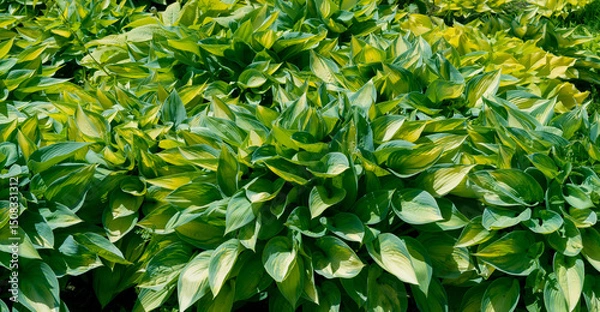 Fototapeta Green leaves of a hosta, panoramic background