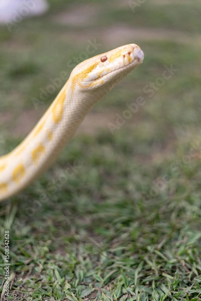 Fototapeta A stunning yellow Burmese python is sprawled across a vibrant green lawn, its sleek, golden scales gleaming under the sunlight. The intricate patterns on its body showcase the natural beauty