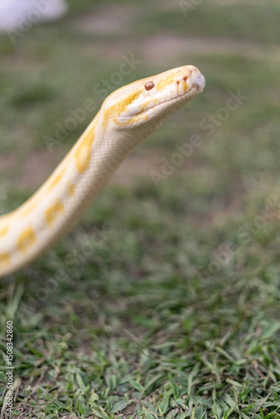 Fototapeta A stunning yellow Burmese python is sprawled across a vibrant green lawn, its sleek, golden scales gleaming under the sunlight. The intricate patterns on its body showcase the natural beauty