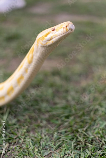 Fototapeta A stunning yellow Burmese python is sprawled across a vibrant green lawn, its sleek, golden scales gleaming under the sunlight. The intricate patterns on its body showcase the natural beauty