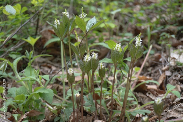 Obraz 日本：ヒトリシズカ（別名ヨシノシズカ／Chloranthus quadrifolius）／赤緑の葉に守られるようなブラシ状の白い花（蕊）【山野草】長野県・5月