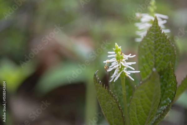 Obraz 日本：ヒトリシズカ（Chloranthus quadrifolius）／糸状の白い雄しべと丸い雌しべと子房のマクロ写真【山野草】長野県・5月