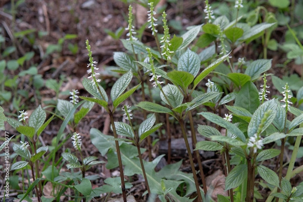 Obraz 日本：ヒトリシズカ（Chloranthus quadrifolius）／直立している赤紫の茎と花びらの無い花序【山野草】長野県・5月
